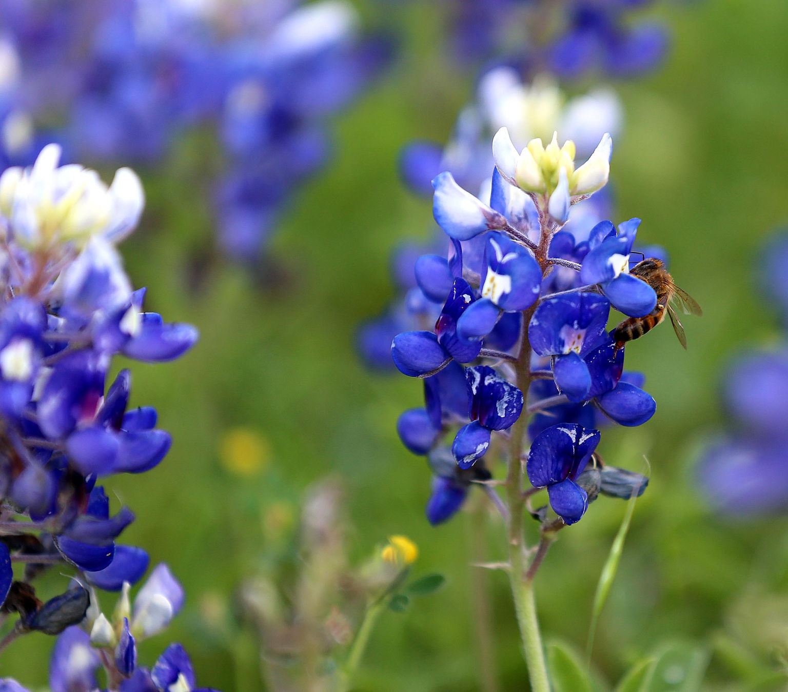 bluebonnets